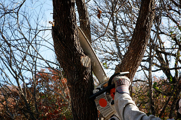 San Bruno, CA Tree Removal Services Company